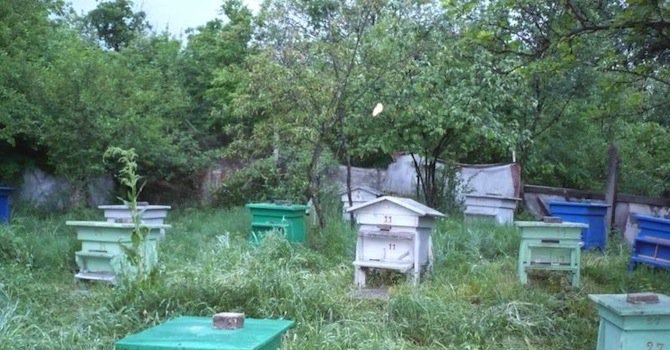 Читател алармира: Тровят пчелите в Сливен