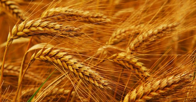 Добра реколта в Черноморския басейн натиска цените на зърното у нас