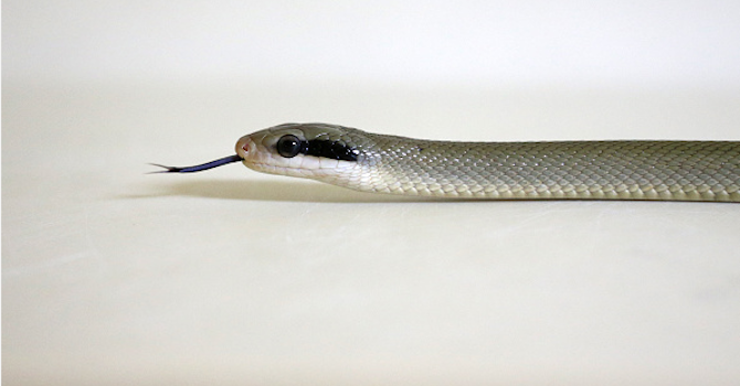 Рибар занесе змия вместо риба в дома си