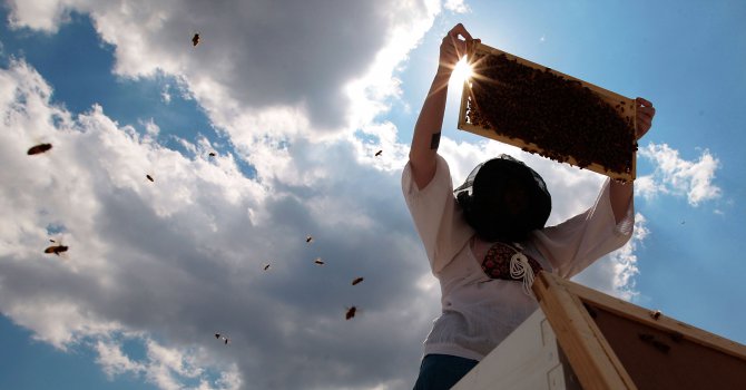 Близо 5000 пчелари искат помощ de minimis