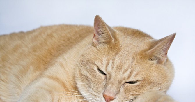Шуменското МВР разследва убийството на котка