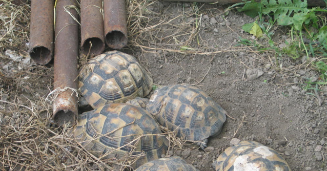 В Стара Загора конфискуваха 20 сухоземни костенурки