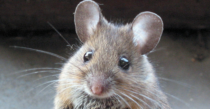 Учени върнаха слуха на мишки
