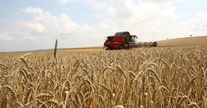 Започна жътвата на пшеницата в област Разград