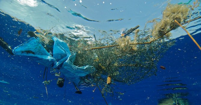 Заснеха как морски животни се хранят с пластмаса (видео)