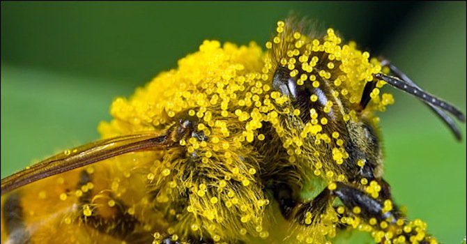 Ако няма пчели ще умират по още 1,4 млн. души годишно