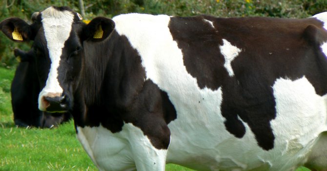 Германия забранява клането на бременни крави