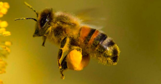 Пчела уби 55-годишен в Карнобат
