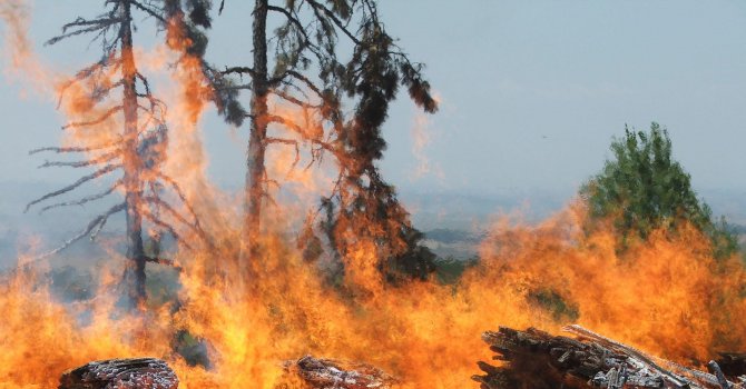 40 000 дървени колове за лозя изгоряха край Харманли (снимки)