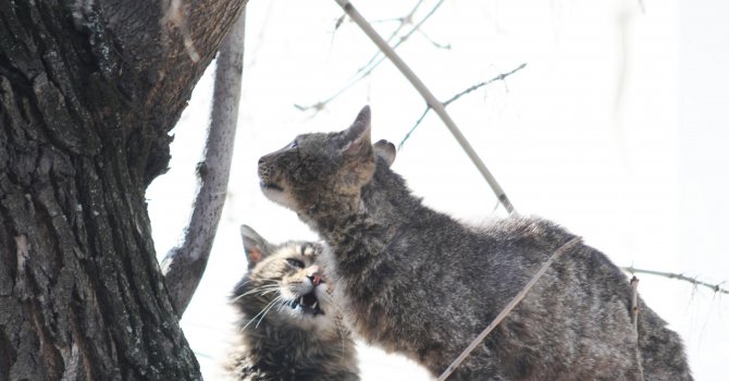 Тровят котки с антифриз в Перник