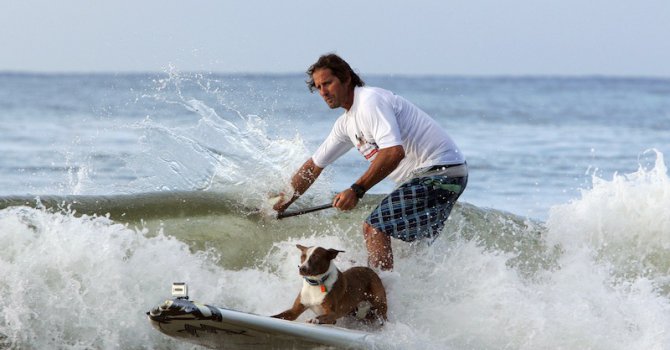 Десетки кучета се състезаваха върху сърф в Калифорния