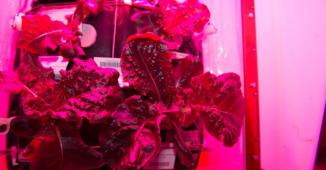 Астронавтите на NASA ще хапват зеленчуци собствено производство