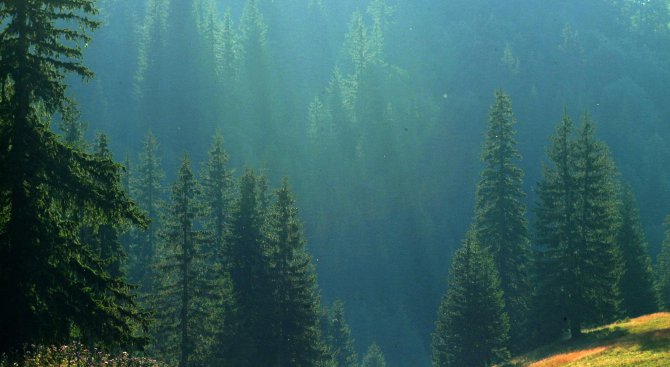 Гъба унищожи 1 000 декара борова гора в Кирковско