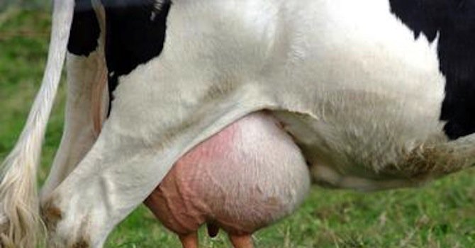 Парите от произведеното мляко стигат само за издръжката на дойните крави