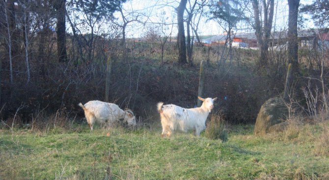 В плевенското село Ракита евтанизират 25 кози, болни от бруцелоза