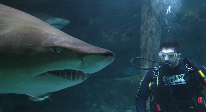 Заснеха огромна бяла акула край бреговете на Мексико (видео)