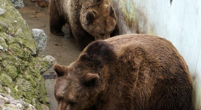 Специалисти от Швейцария ще се &quot;запознаят&quot; с мечока Костадин в зоопарка в Добрич
