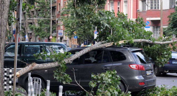 Дърво падна върху три коли в Бургас