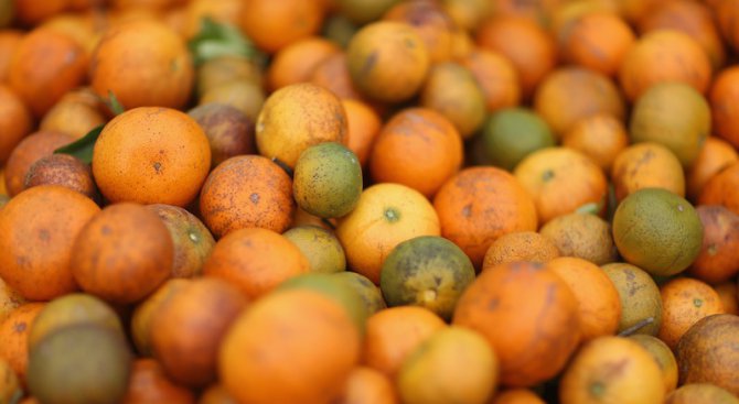 Общото и различното между оранжевите плодове