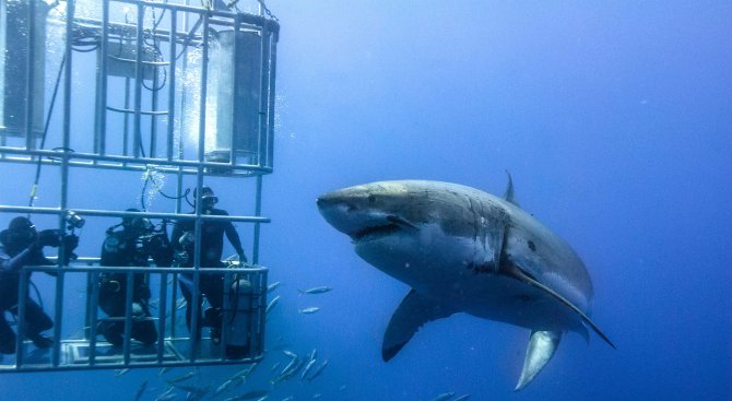 Гигантска бяла акула шокира телевизионните водещи в Австралия (видео)