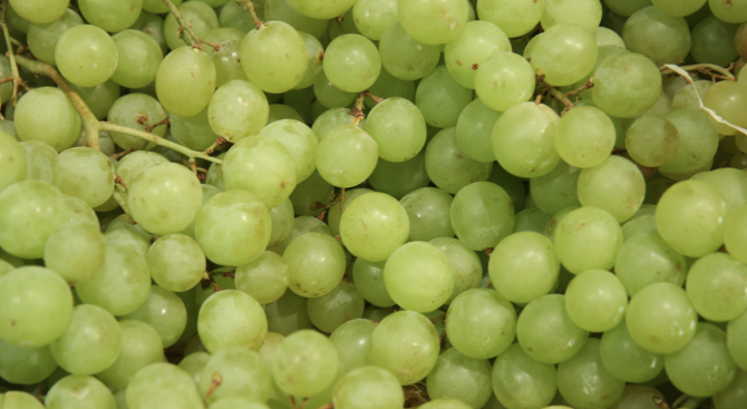 Учени разработиха нови 46 сорта грозде