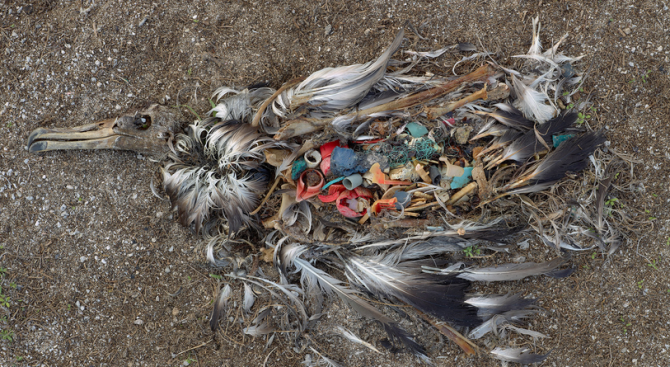 В коремите на 2/3 от морските птици има пластмаса