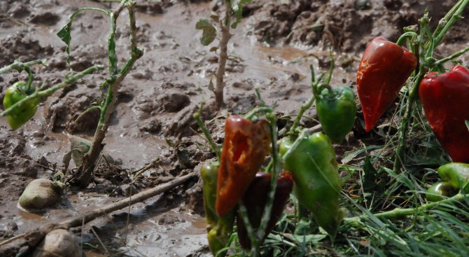 Буря пречупи 12 ел. стълба и унищожи зеленчукова градина (снимки)
