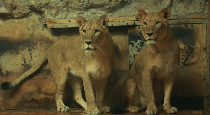 Две млади лъвици пристигнаха в зоопарка в София