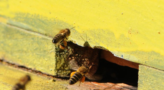 Пчели отдават почит на икони в Гърция (снимки)