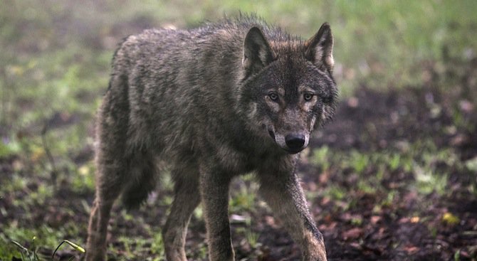 Избягалият в Благоевград вълк е на 8 месеца, напуснал е зоопарка (обновена)