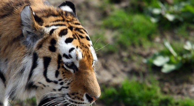 Тигър уби служителка в зоопарк в Нова Зеландия