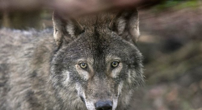 Вълк избяга от клетката си в благоевградския зоопарк (обновена)