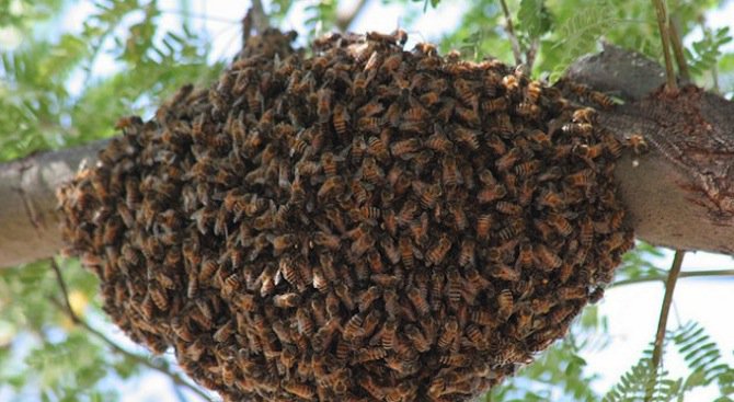 Откриха колонии от африкански пчели убийци в Калифорния
