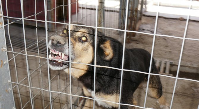 Акция по залавянето на бездомни кучета в Силистра