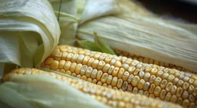 По 491 кг царевично зърно от декар прибират в Добричкия регион