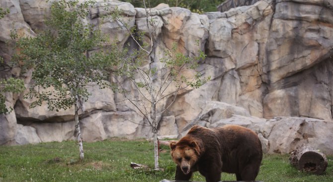 Руски полицаи застреляха мечка в мол (видео)
