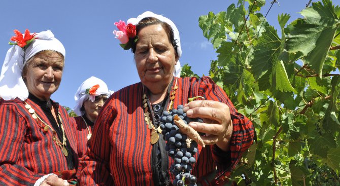 Средно 780 кг/дка е добивът от винените сортове грозде в Русенско