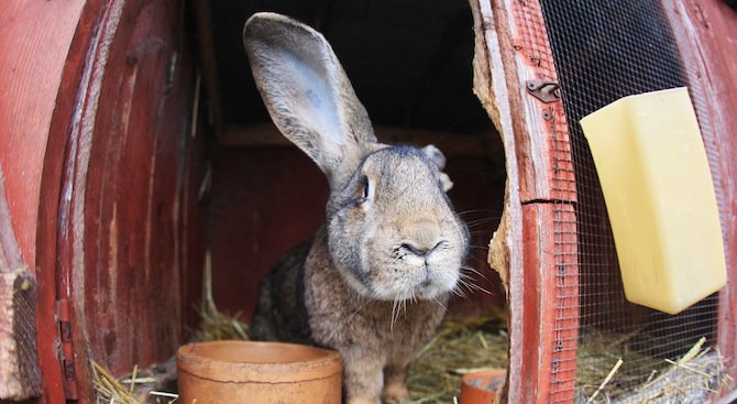 Ферма за зайци - новата мода за източване на евросредства
