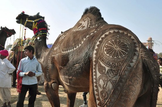 Фризура вдига цената на камилата