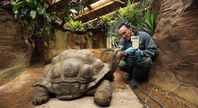 Нов вид гигантска костенурка откриха на остров Санта Крус