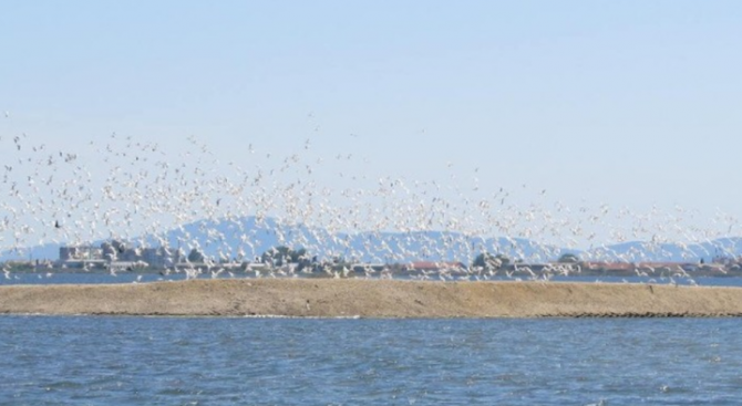 Над 32 000 птици обитават Поморийското езеро