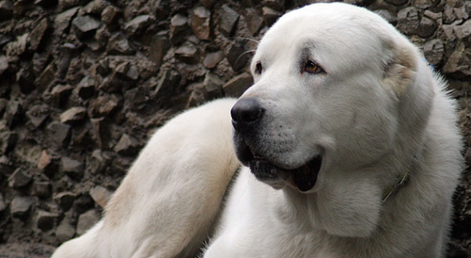 Спряха опит за провеждане на незаконни боеве с кучета в Пазарджишко