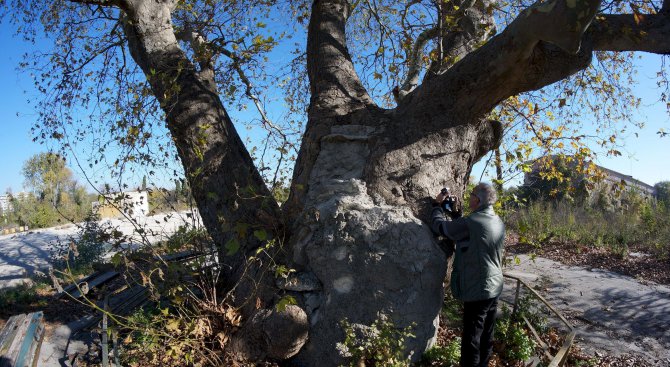 Дърво на над 1000 години расте във Варна (снимки)