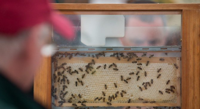 Канадска компания използва пчели да доставят пестициди до растенията