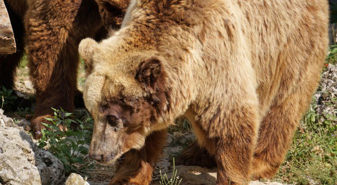 Започна мониторинг на кафявата мечка в Родопите