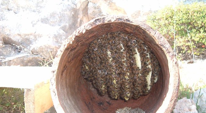 Пчелари е имало и през каменната ера, обявиха учени