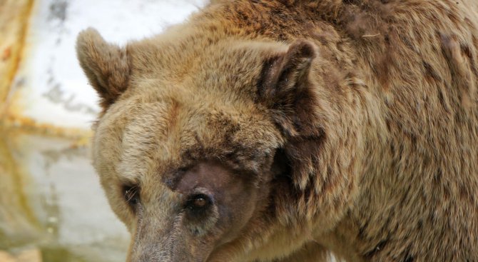 Търсят с GPS кафяви мечки в Родопите