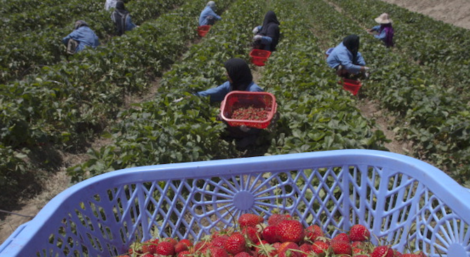 Испания търси берачки на ягоди