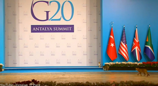 Котки пробиха строгите мерки за сигурност на Г 20 в Турция (видео)