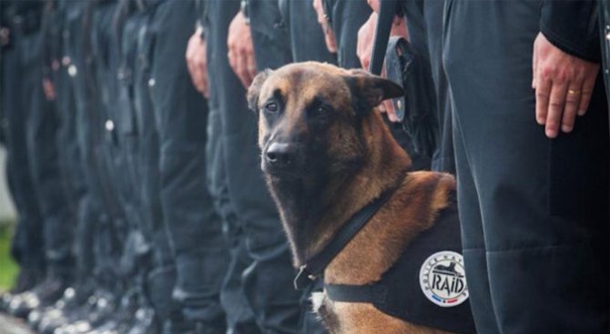 Подарено от руското МВР полицейско куче заменя загиналата овчарка Дизел